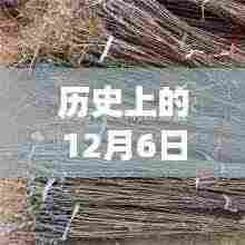 历史上的12月6日苗木市场求购消息深度解析与热门趋势探讨