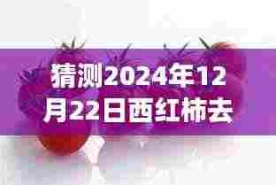 西红柿的逆袭之路,从皮到心,共同蜕变的旅程(预测热门话题,日期,2024年12月22日)