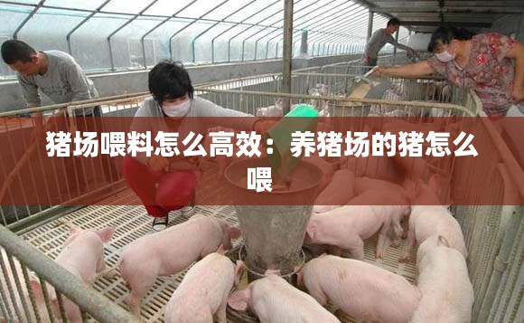 猪场喂料怎么高效:养猪场的猪怎么喂