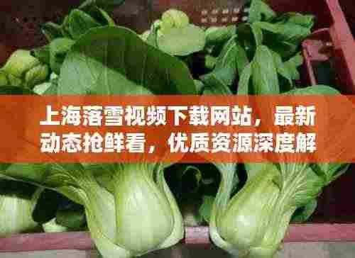 上海落雪视频下载网站,最新动态抢鲜看,优质资源深度解析