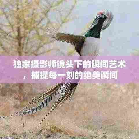 独家摄影师镜头下的瞬间艺术,捕捉每一刻的绝美瞬间