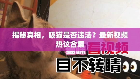 揭秘真相,吸猫是否违法?最新视频热议合集