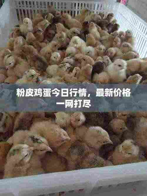 粉皮鸡蛋今日行情，最新价格一网打尽