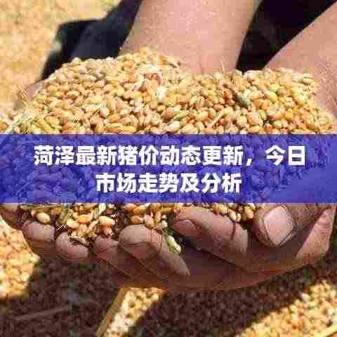 菏泽最新猪价动态更新,今日市场走势及分析