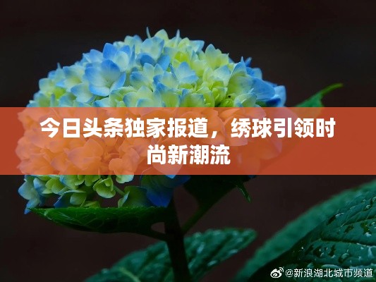 今日头条独家报道,绣球引领时尚新潮流