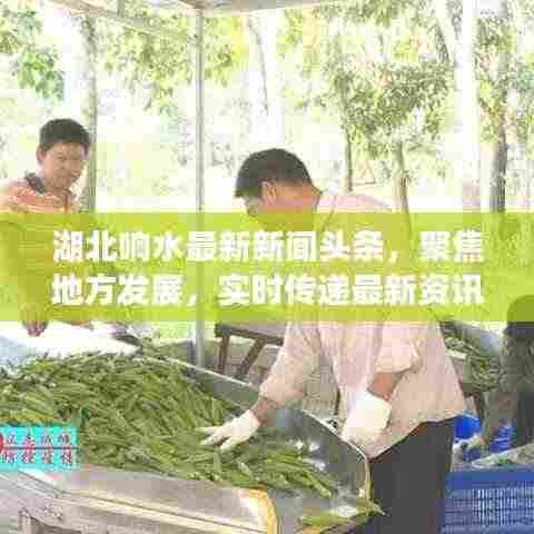 湖北响水最新新闻头条，聚焦地方发展，实时传递最新资讯