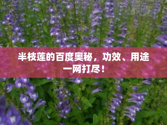 半枝莲的百度奥秘，功效、用途一网打尽！