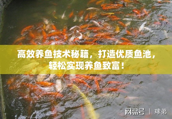 高效养鱼技术秘籍,打造优质鱼池,轻松实现养鱼致富!