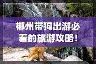 郴州带狗出游必看的旅游攻略！
