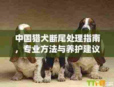中国猎犬断尾处理指南，专业方法与养护建议